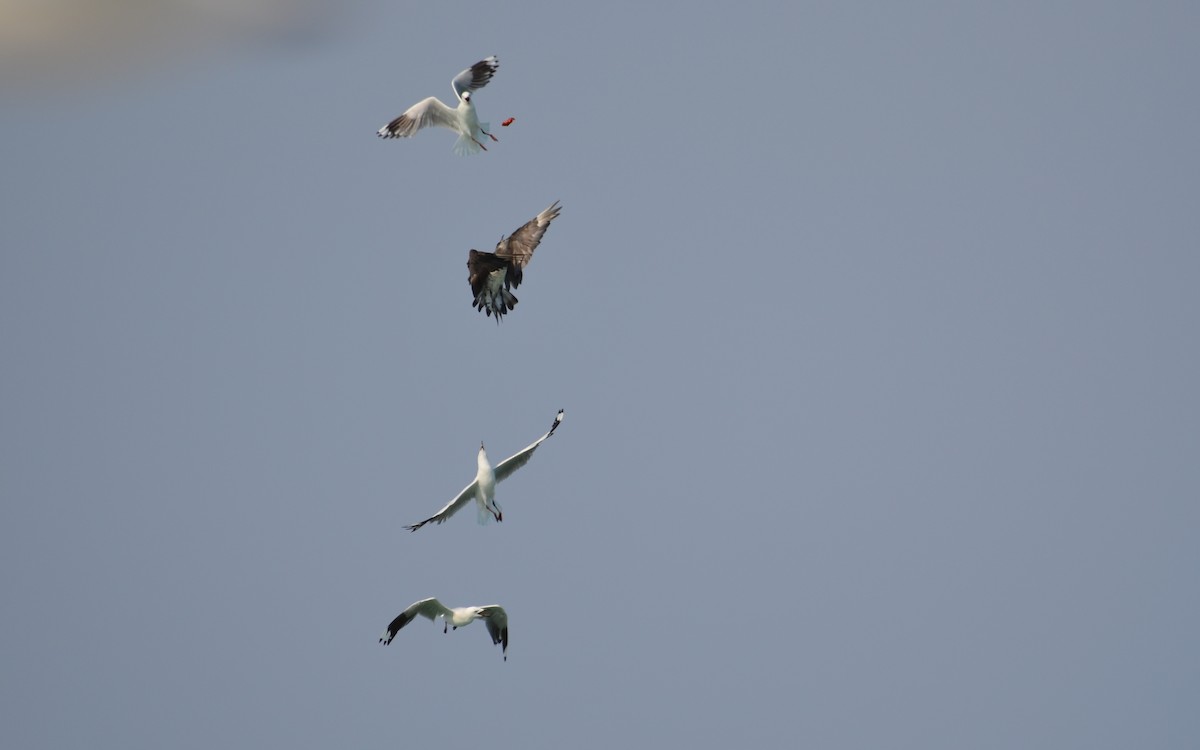 Parasitic Jaeger - ML523205521