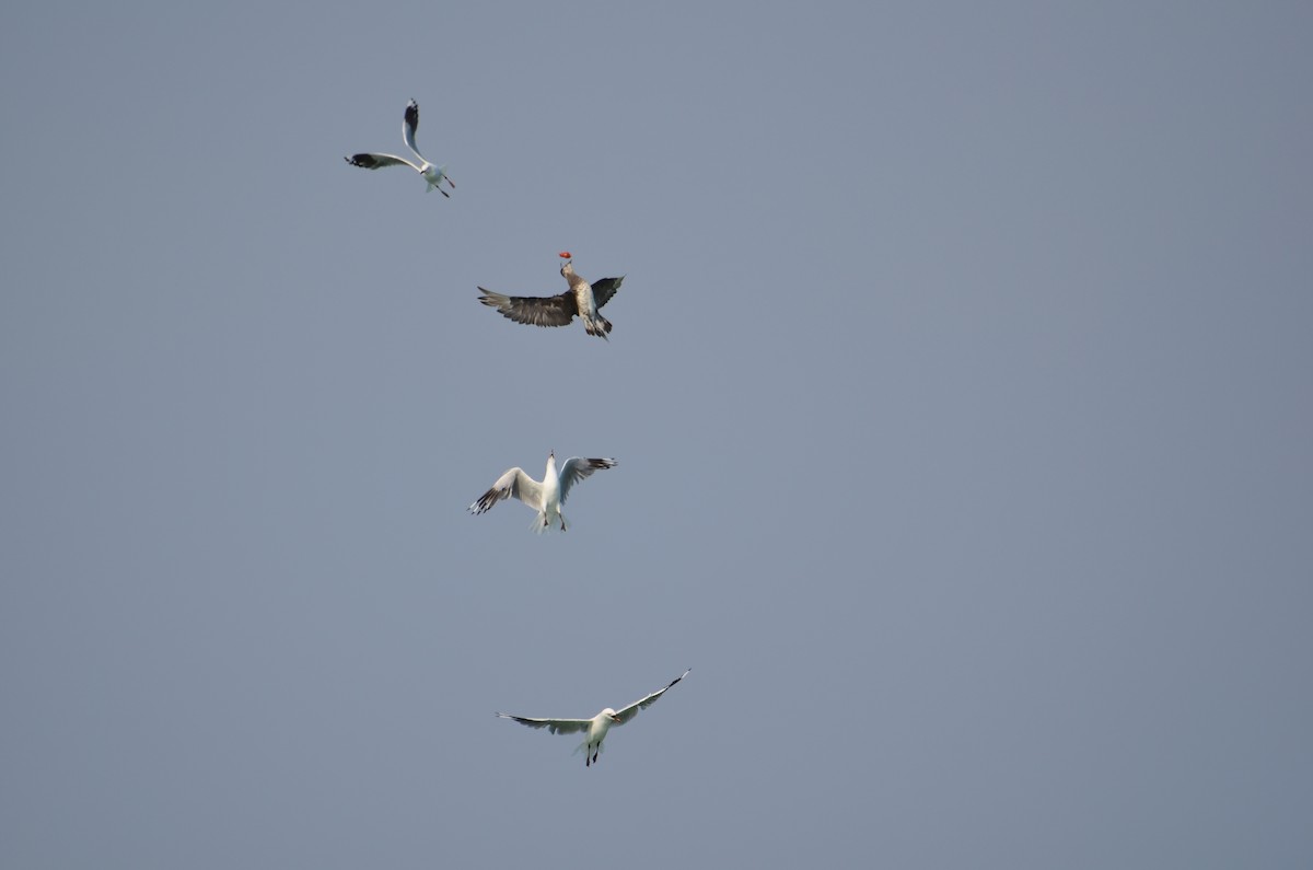 Parasitic Jaeger - ML523205531