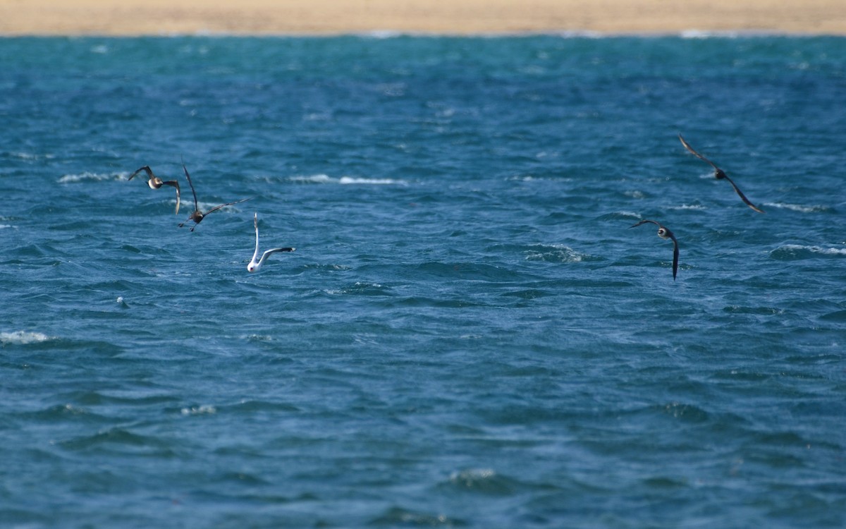 Parasitic Jaeger - ML523205541