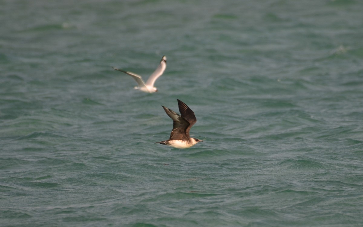 Parasitic Jaeger - ML523205551