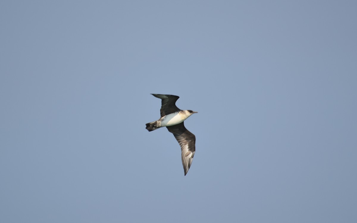 Parasitic Jaeger - ML523205561