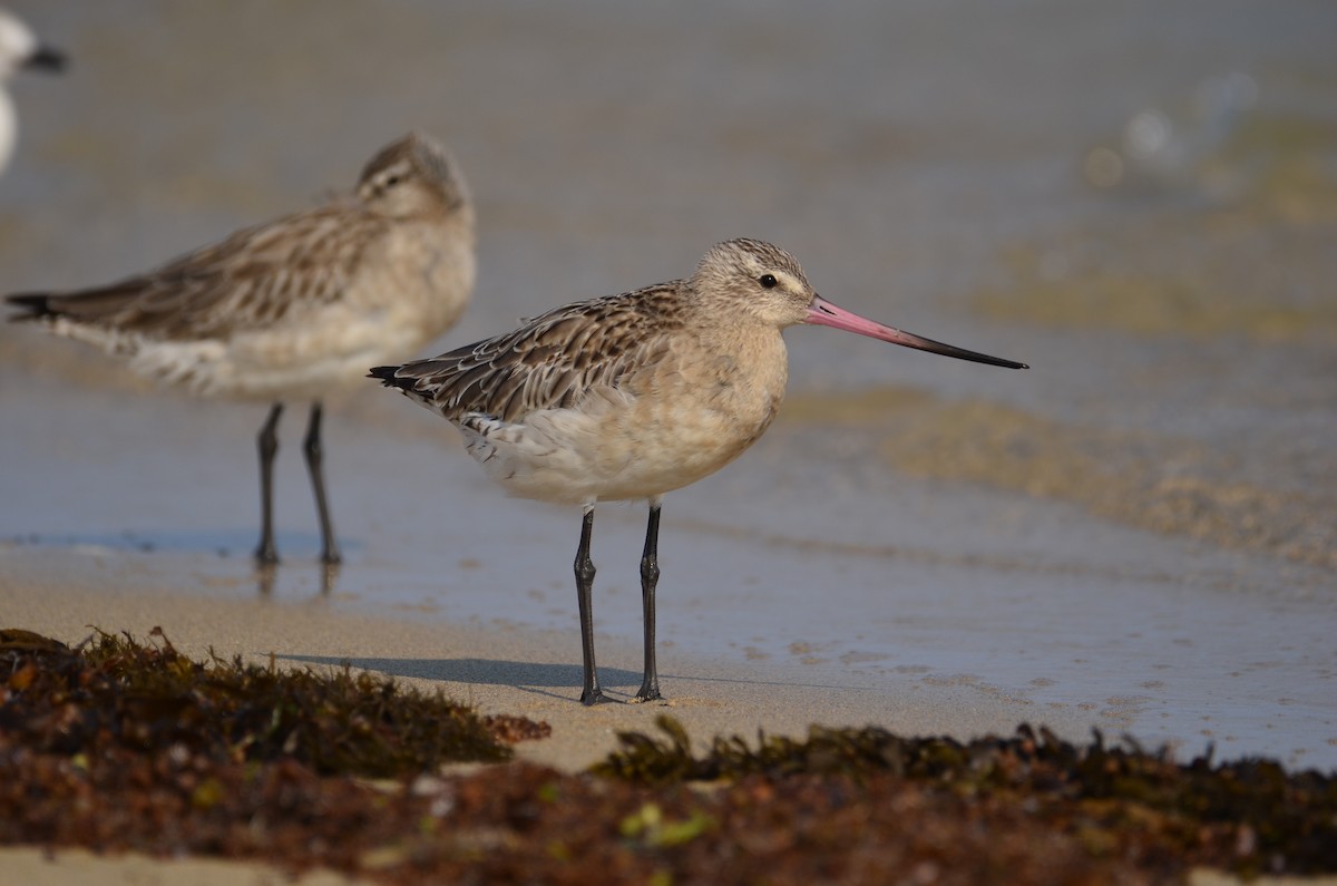 Bar-tailed Godwit - ML523205821