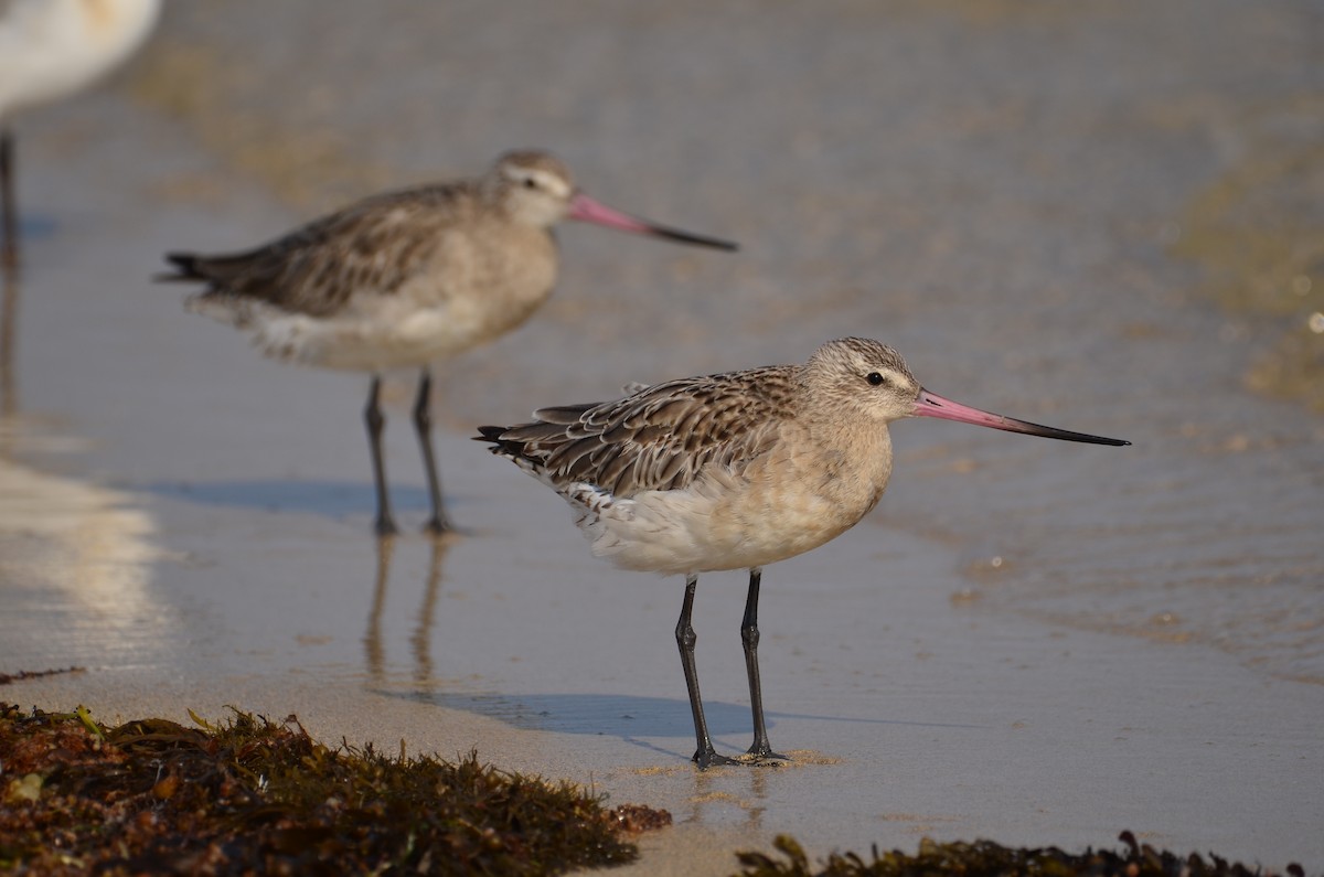 Bar-tailed Godwit - ML523205831