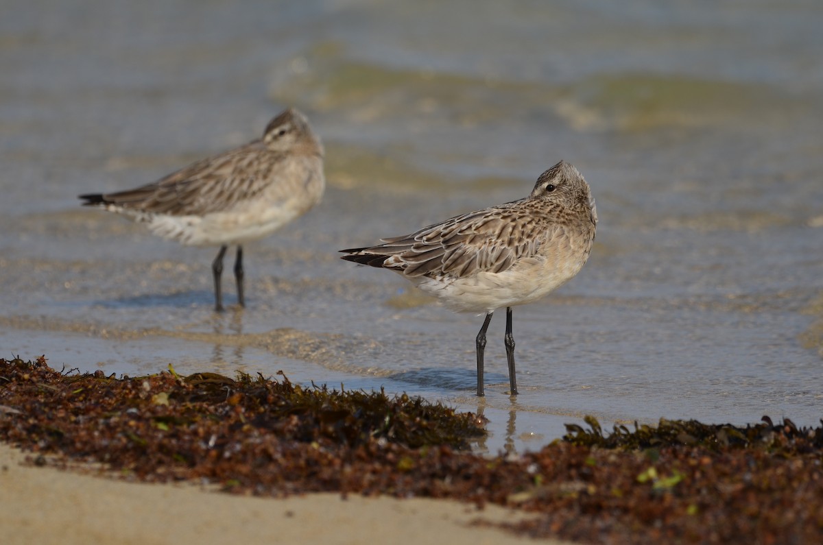 Bar-tailed Godwit - ML523205841