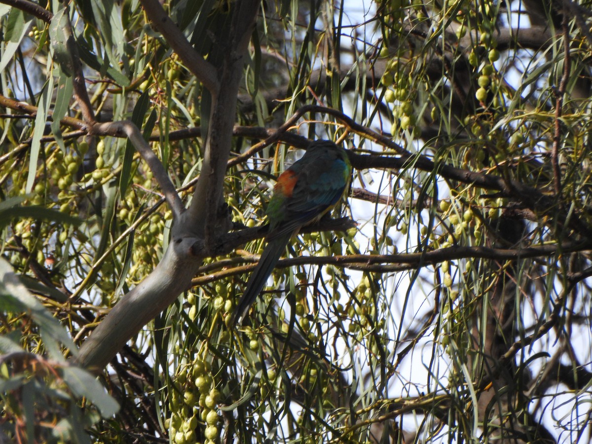 Red-rumped Parrot - ML523205881