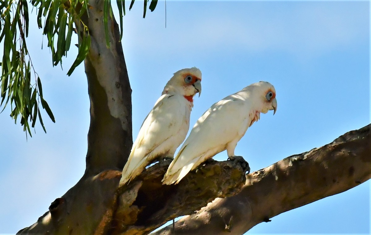 Long-billed Corella - ML523207021