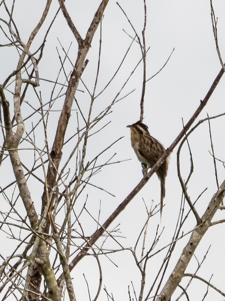 Striped Cuckoo - ML523207981