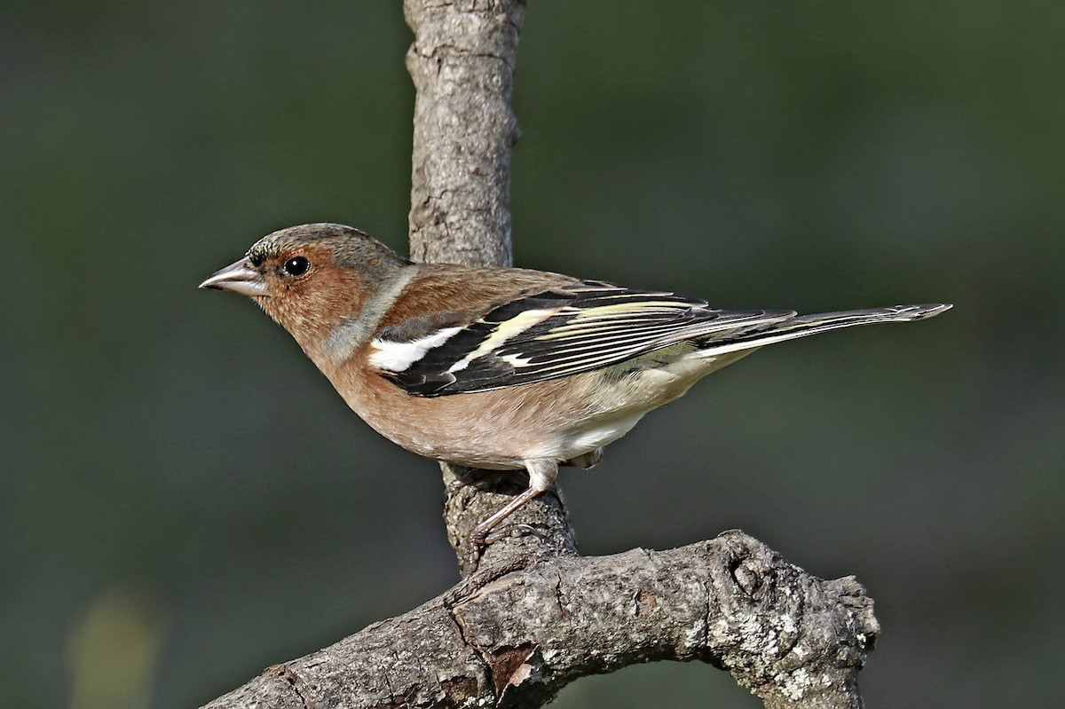 Common Chaffinch - Francisco Barroqueiro