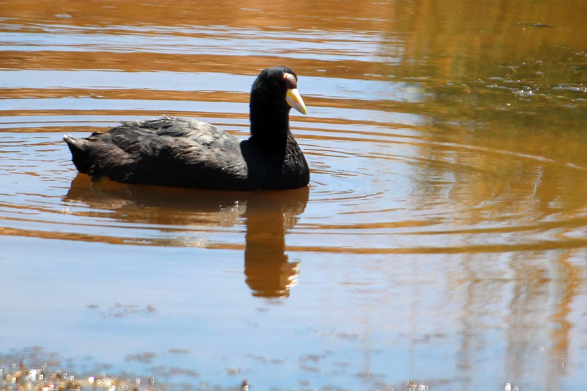 Slate-colored Coot - ML523209781