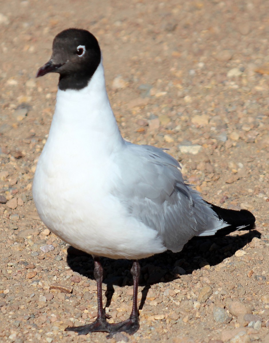 Andean Gull - ML523209801