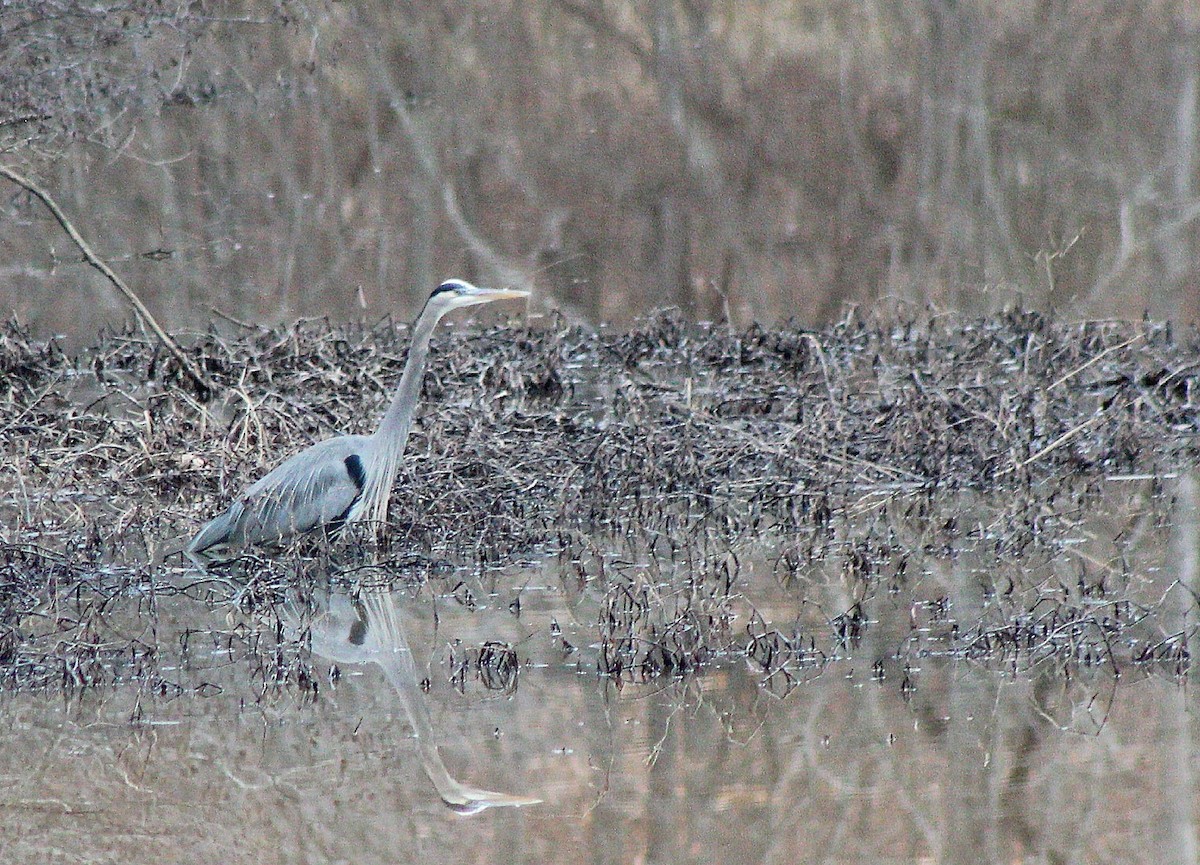 Great Blue Heron (Great Blue) - ML523210081