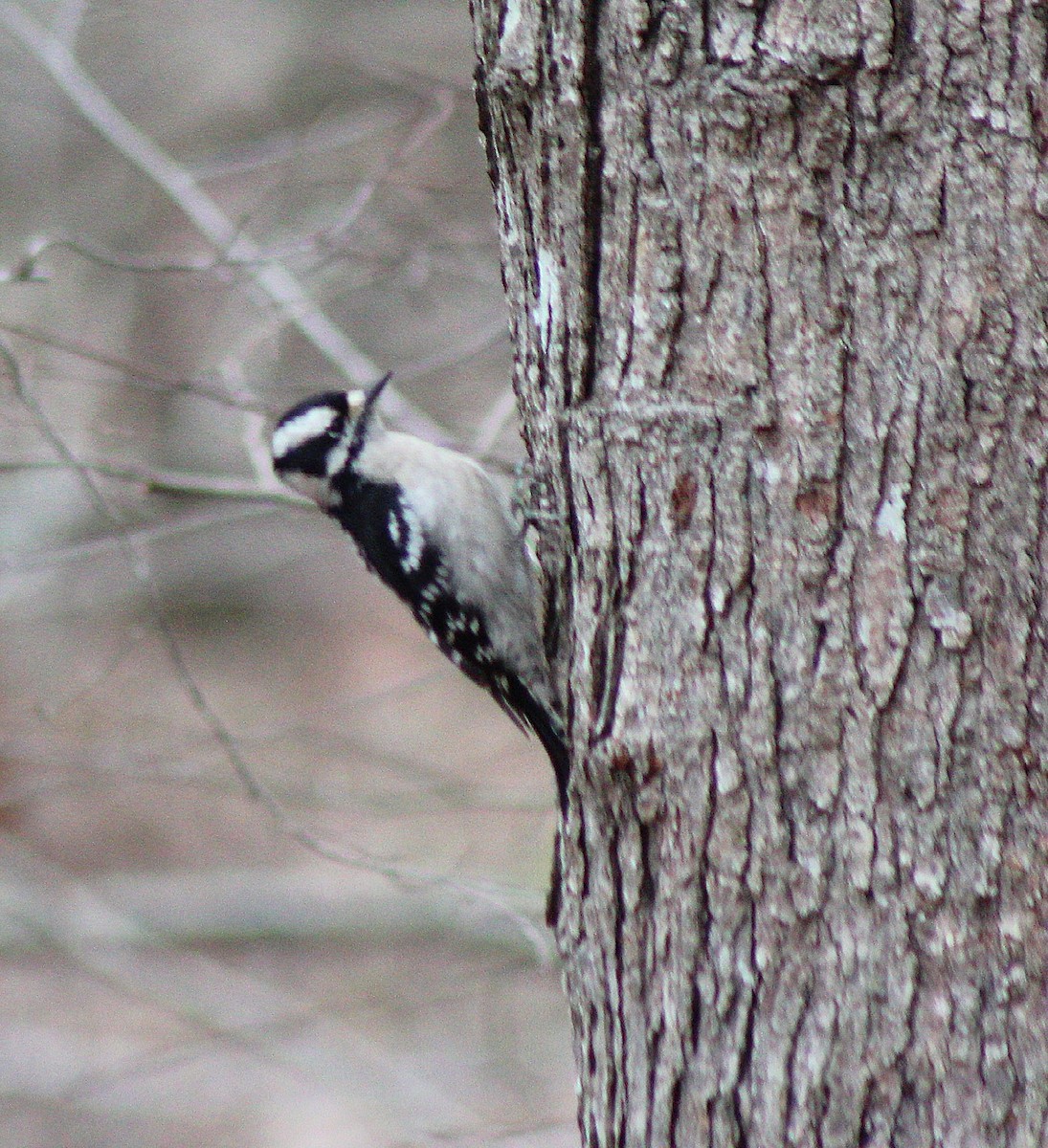 Downy Woodpecker (Eastern) - ML523210101
