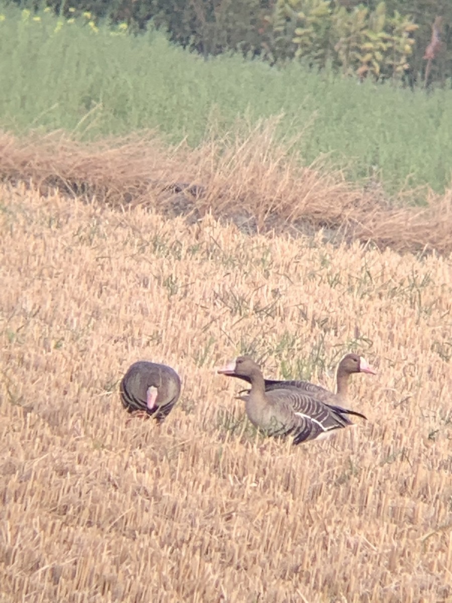 Greater White-fronted Goose - ML523210761