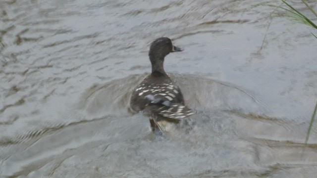 African Black Duck - ML523210771