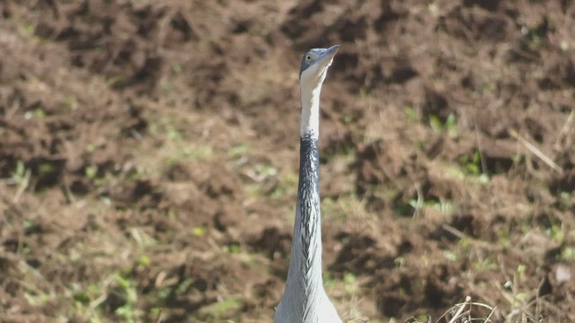 Black-headed Heron - ML523210801