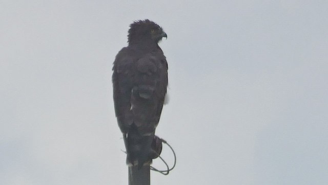 Brown Snake-Eagle - ML523210811