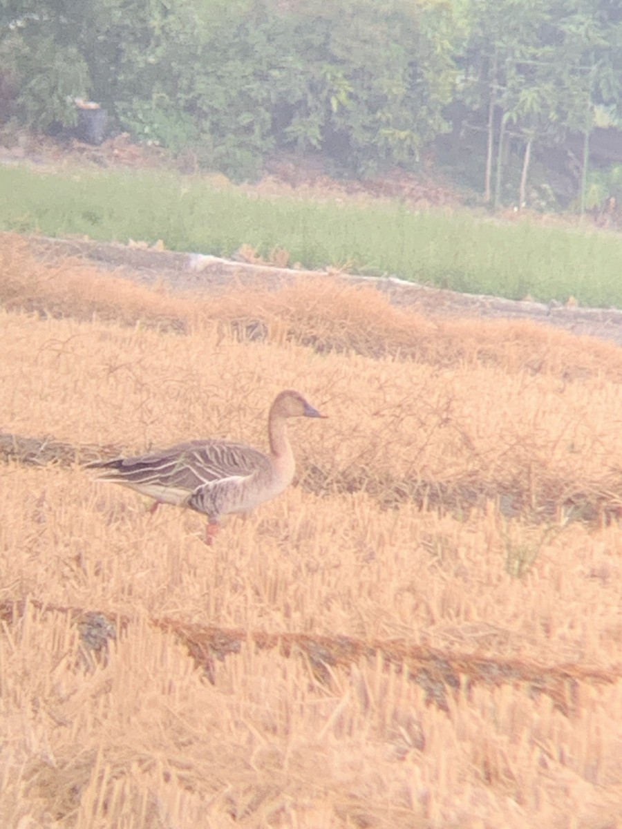 Taiga Bean-Goose - ML523210921