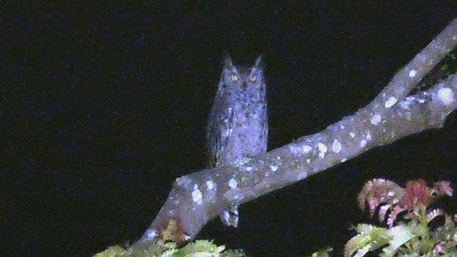 Spotted Eagle-Owl - ML523210931