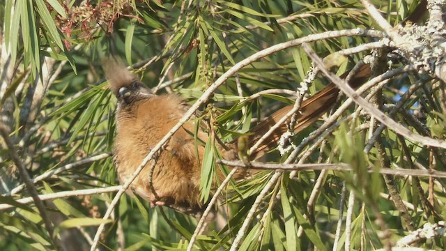 Speckled Mousebird - ML523210971