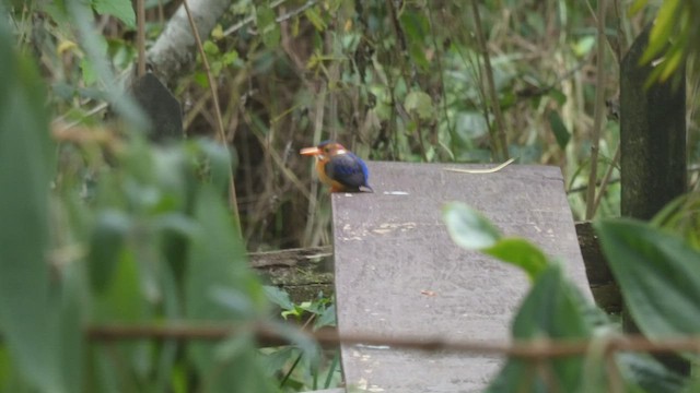 African Pygmy Kingfisher - ML523211011