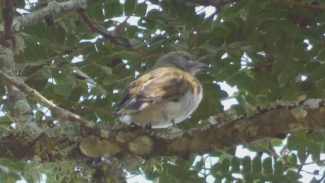 Pallid Honeyguide - ML523211131