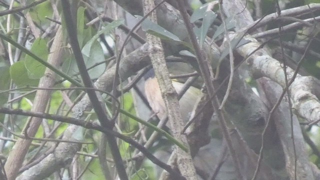 Black-fronted Bushshrike - ML523211161