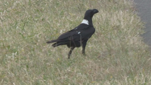 Corbeau à nuque blanche - ML523211201