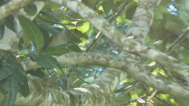 Shelley's Greenbul - ML523211301