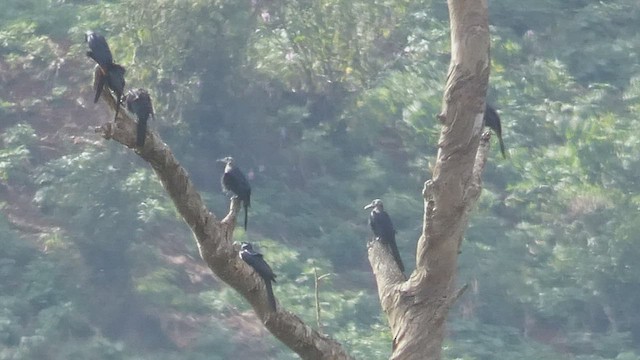 Red-winged Starling - ML523211471