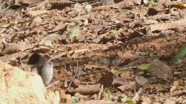 Ashy Flycatcher - ML523211551