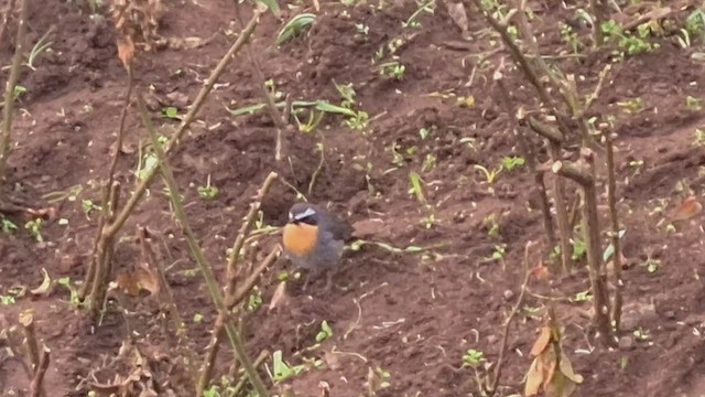 Cape Robin-Chat - ML523211561