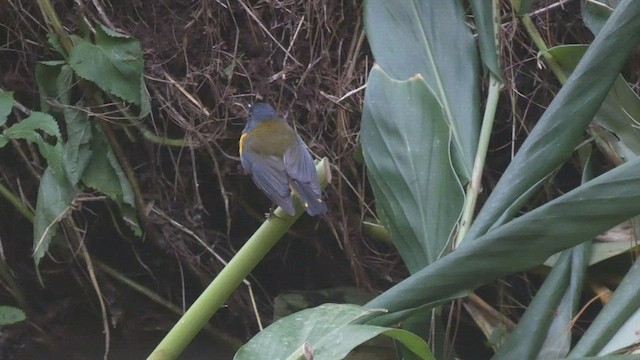 Колоратка чорногорла - ML523211601