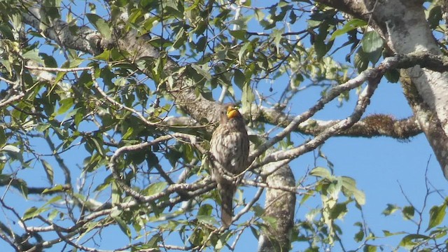 Grosbeak Weaver - ML523211741