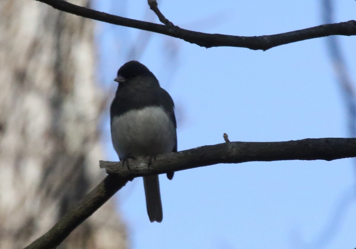 Dark-eyed Junco (Slate-colored) - ML523211781