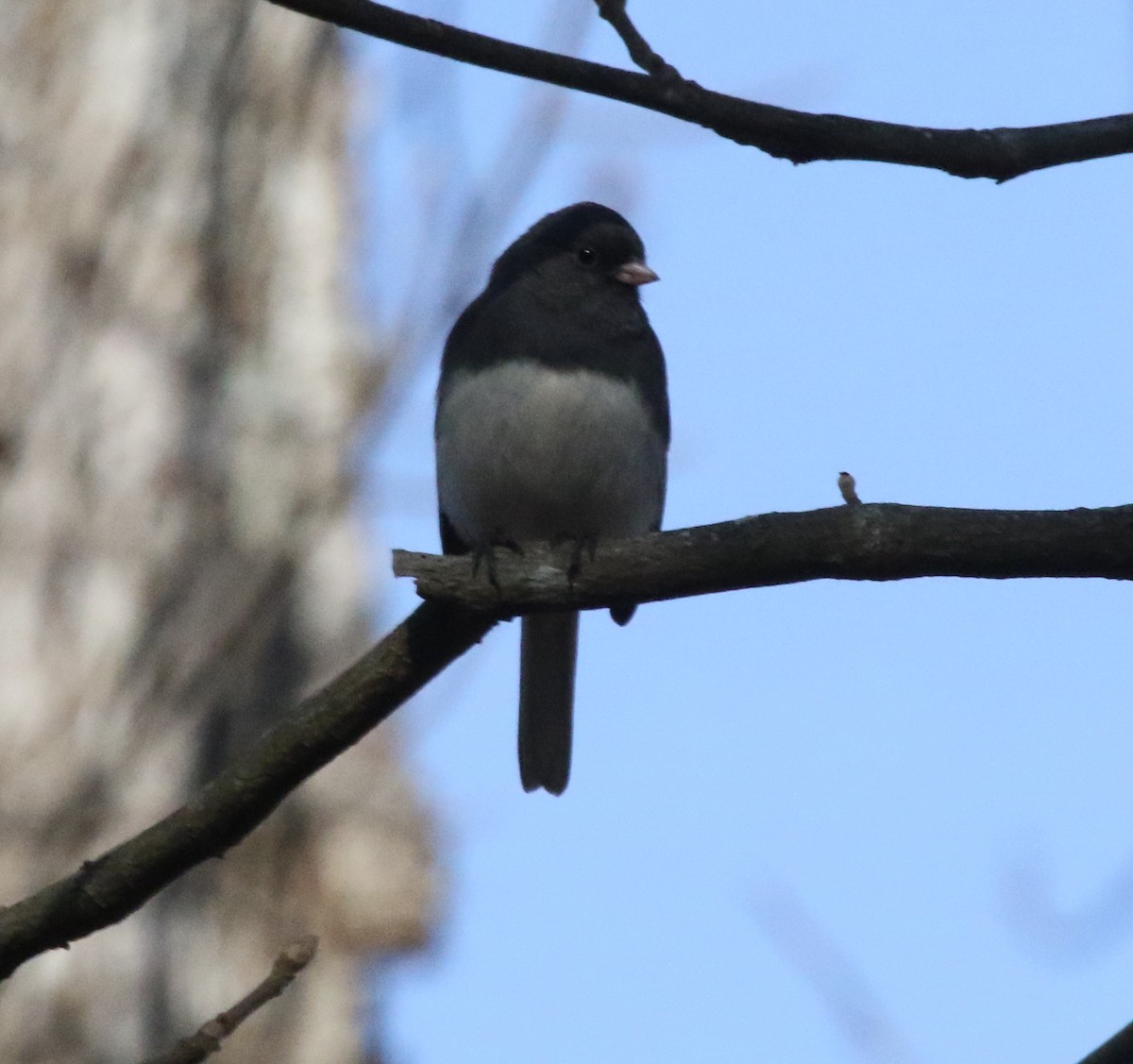 Dark-eyed Junco (Slate-colored) - ML523211791