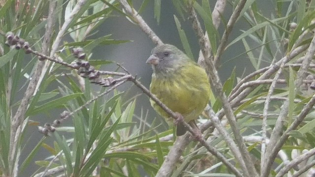 ヒガシムナフヒワ - ML523211911