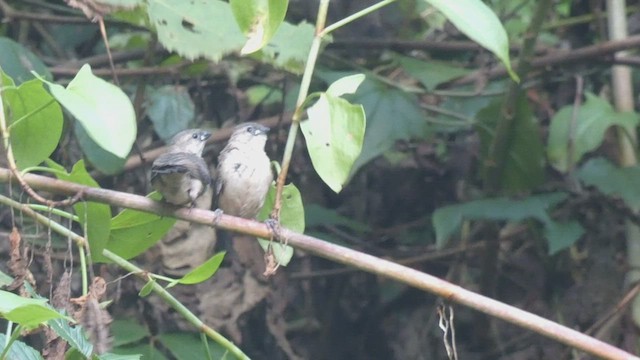 Passeriformes sp. - ML523211941