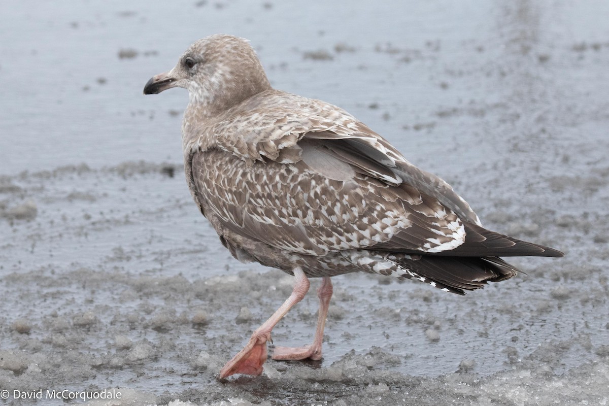 Herring Gull - ML523212771