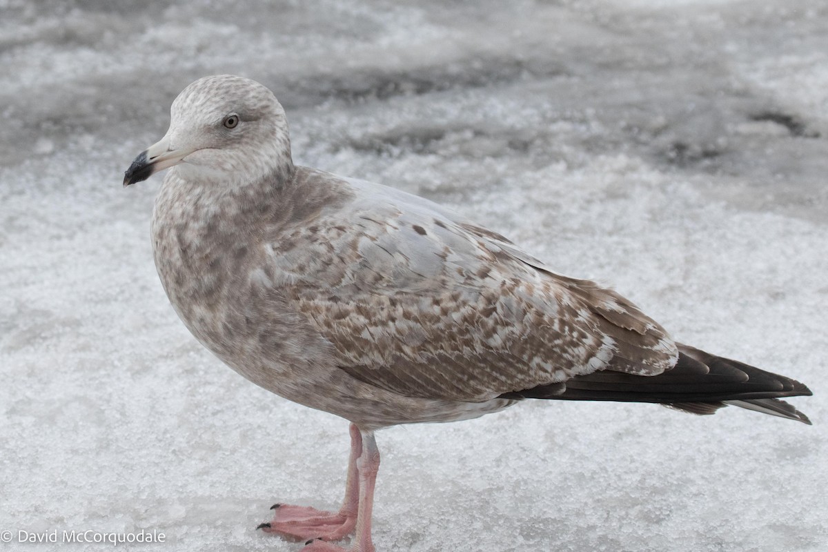 Herring Gull - ML523212781