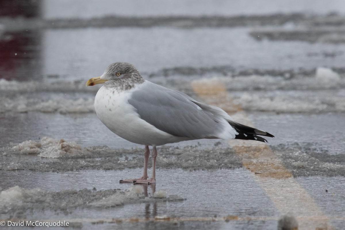 Goéland argenté - ML523212791