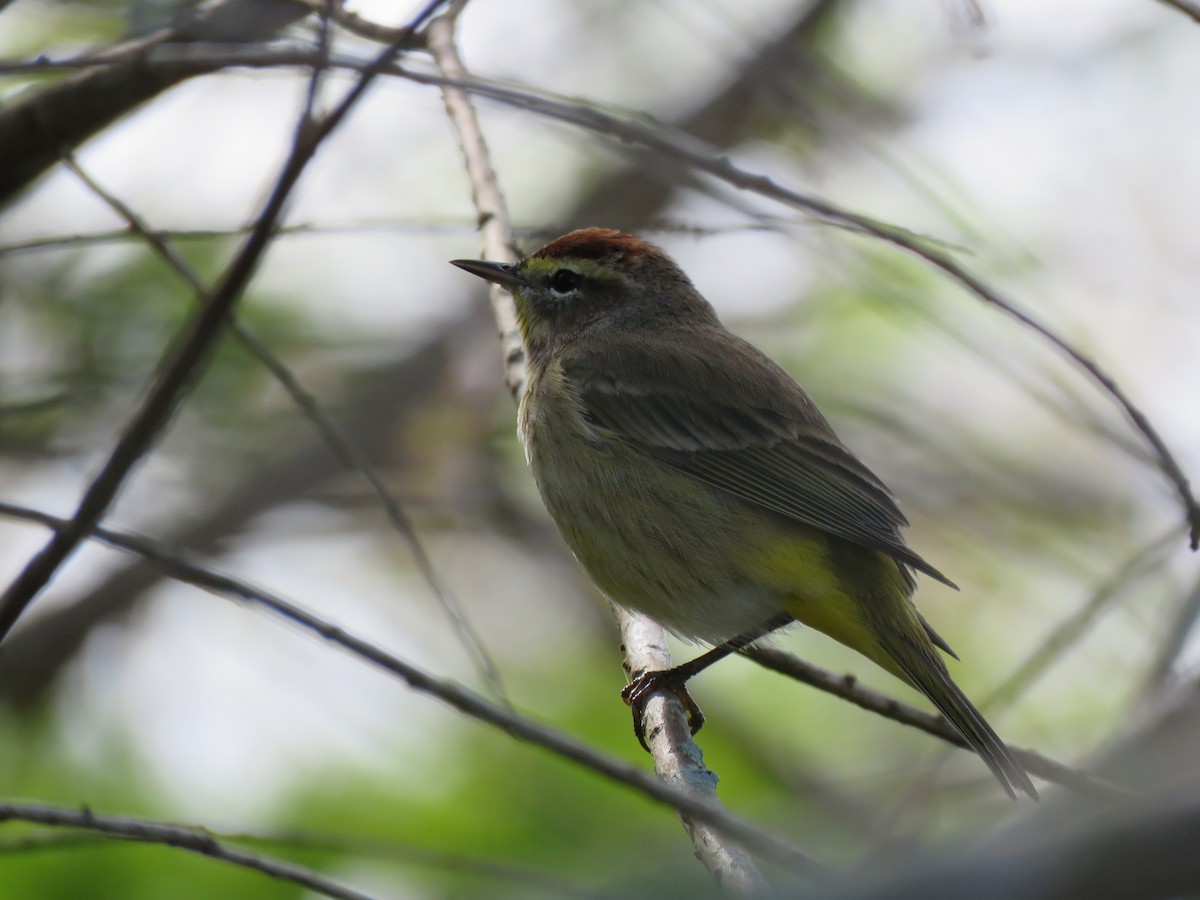 Palm Warbler - Robin Potvin