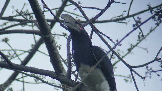 Trumpeter Hornbill - ML523213641