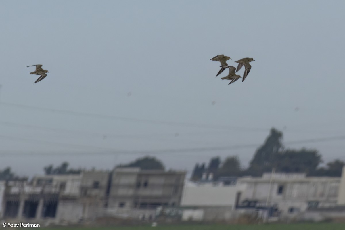 European Golden-Plover - ML523214861