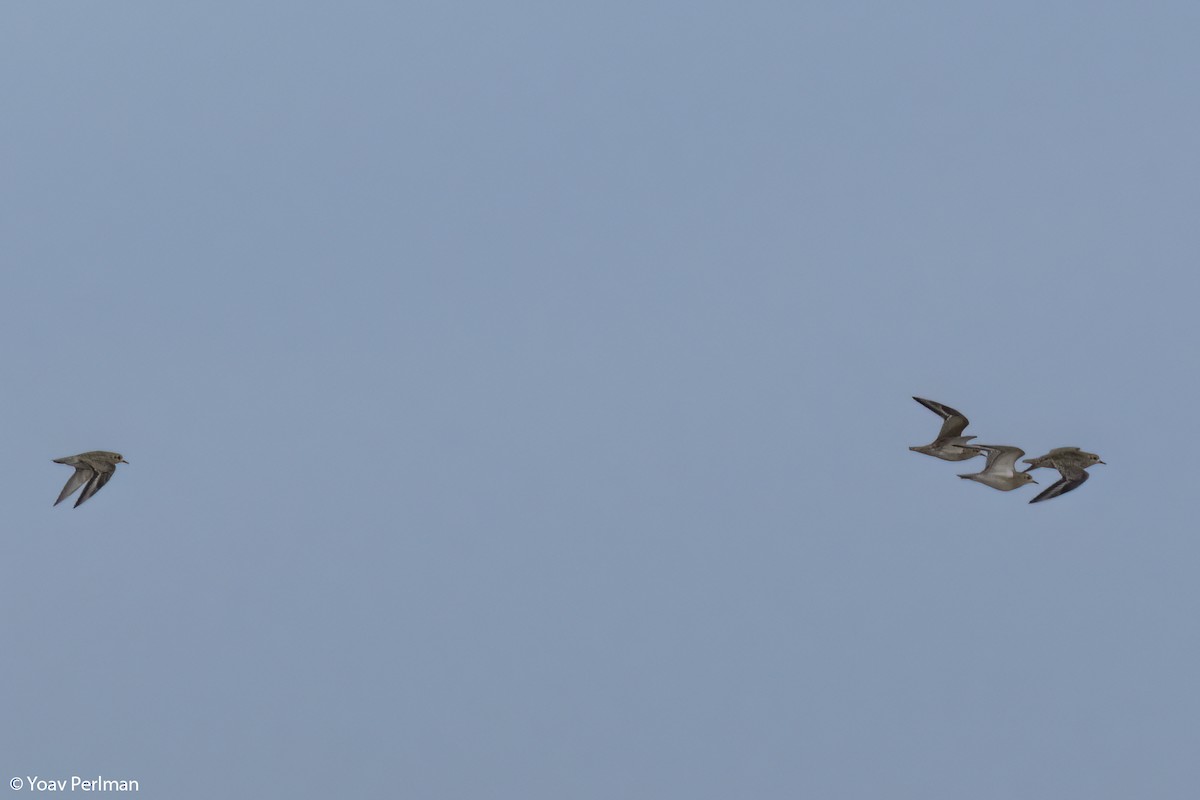 European Golden-Plover - ML523214871