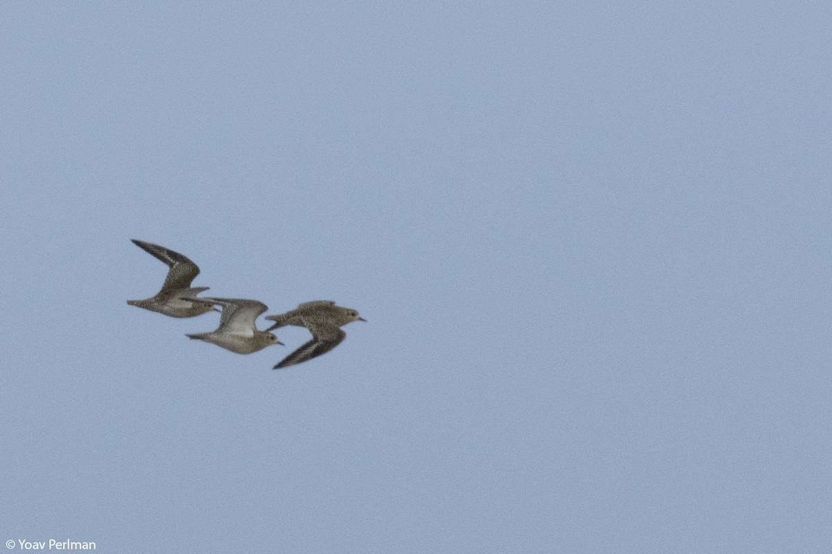 European Golden-Plover - ML523214881