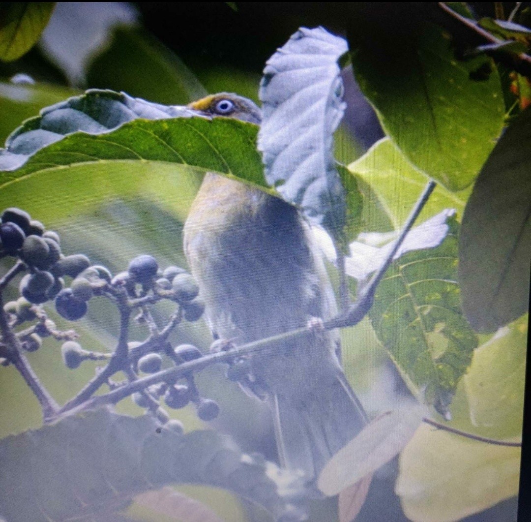 Gray-headed Bulbul - ML523214991