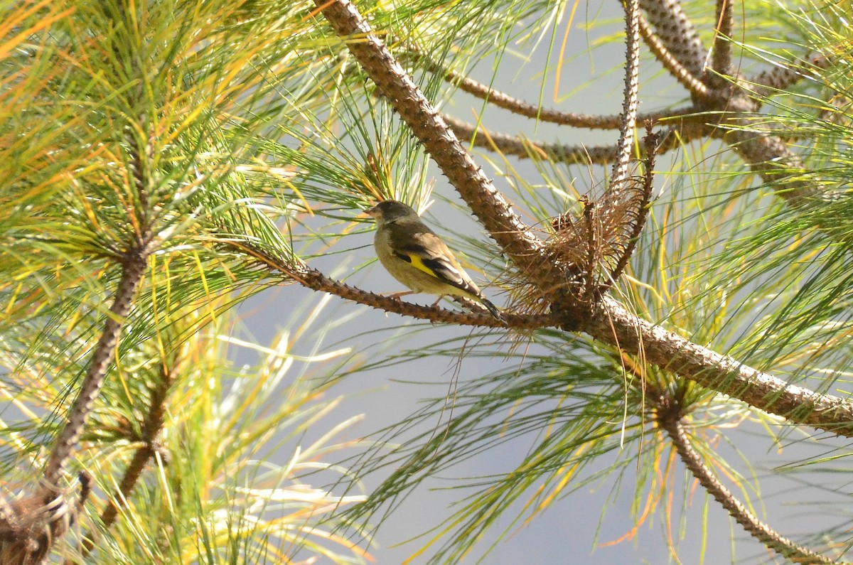 Black-headed Greenfinch - ML523216071