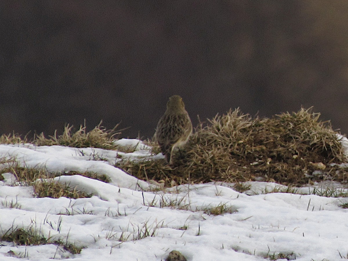 Horned Lark - ML523216731