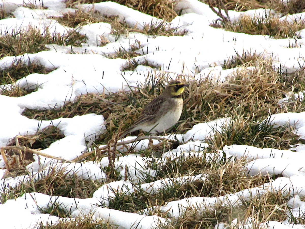 Horned Lark - ML523216751