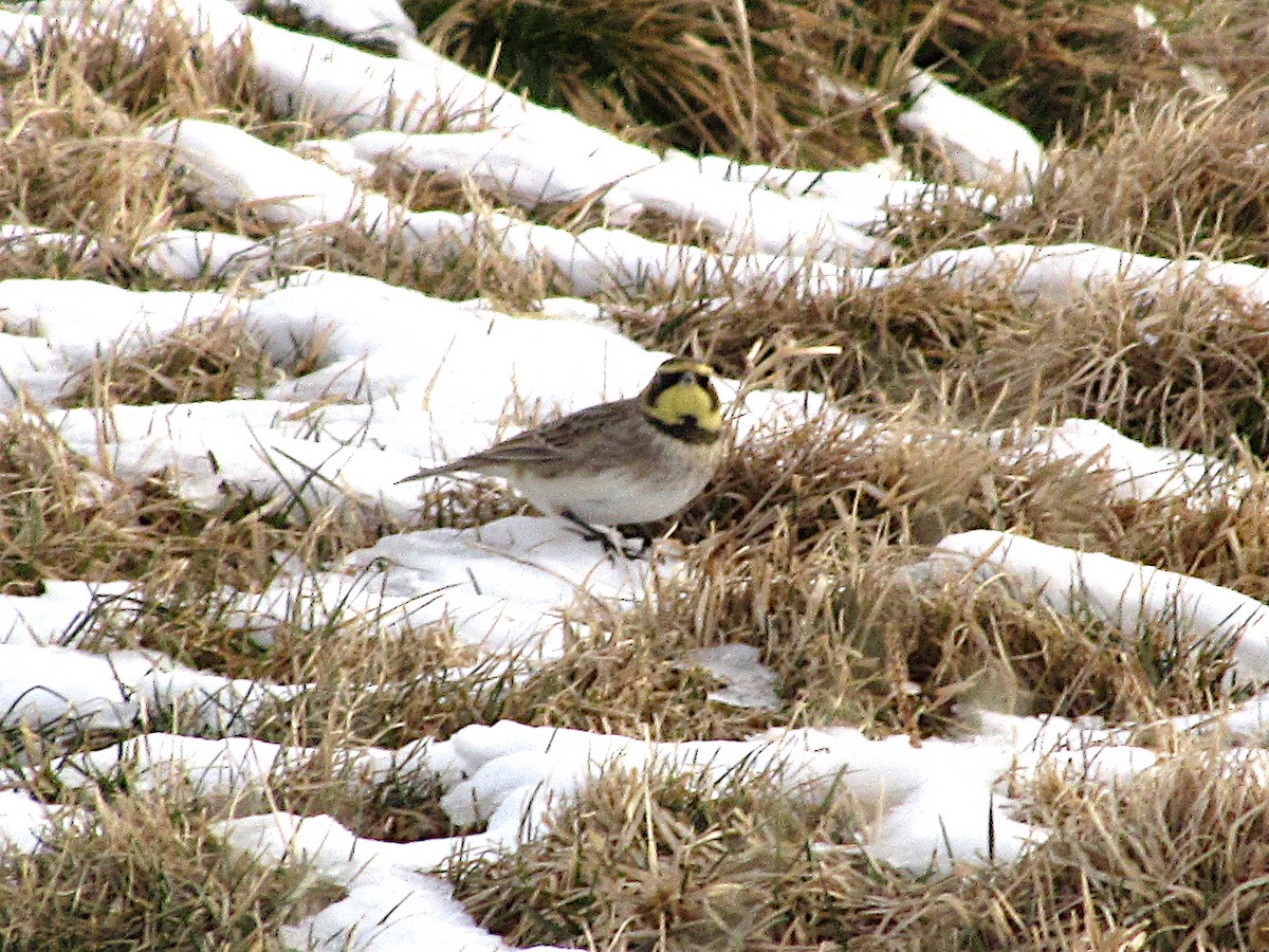 Horned Lark - ML523216761